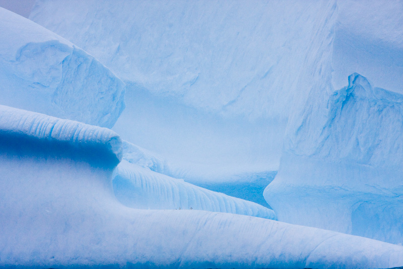 Chinstrap Penguins On Iceberg